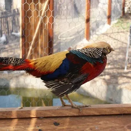 Le Cinque Pietre 팜스테이 칼렌티니