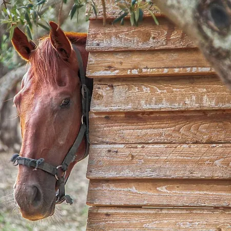 팜스테이 Le Cinque Pietre 칼렌티니