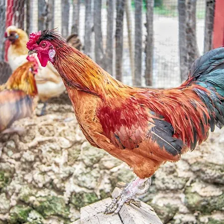 Farm stay Le Cinque Pietre *