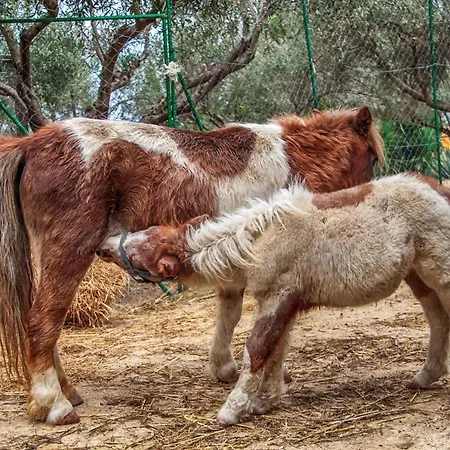 Le Cinque Pietre Farm stay