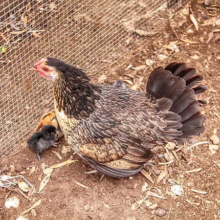 Le Cinque Pietre * 칼렌티니